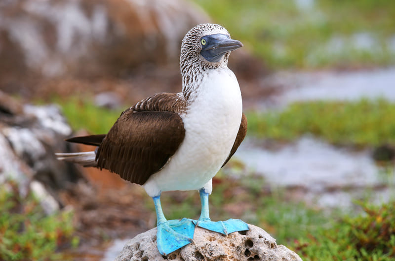 Blue-footed Boobies