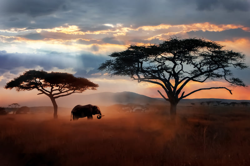 Serengeti National Park Tanzania