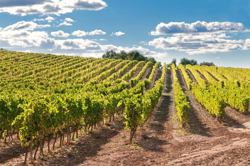Vineyard in Catalonia
