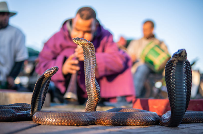 Snake Charmers - Marrakech