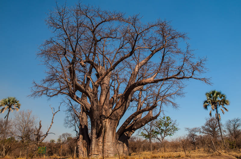 Big Baobab Tree Victoria Falls