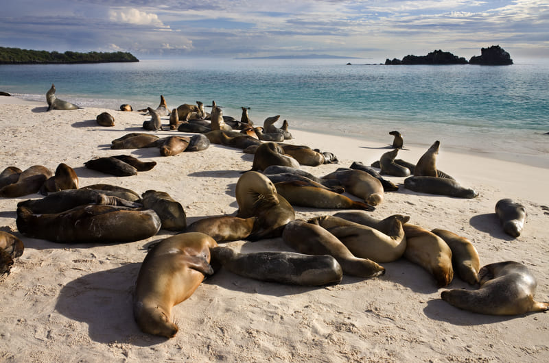 Galapagos Sea Lions