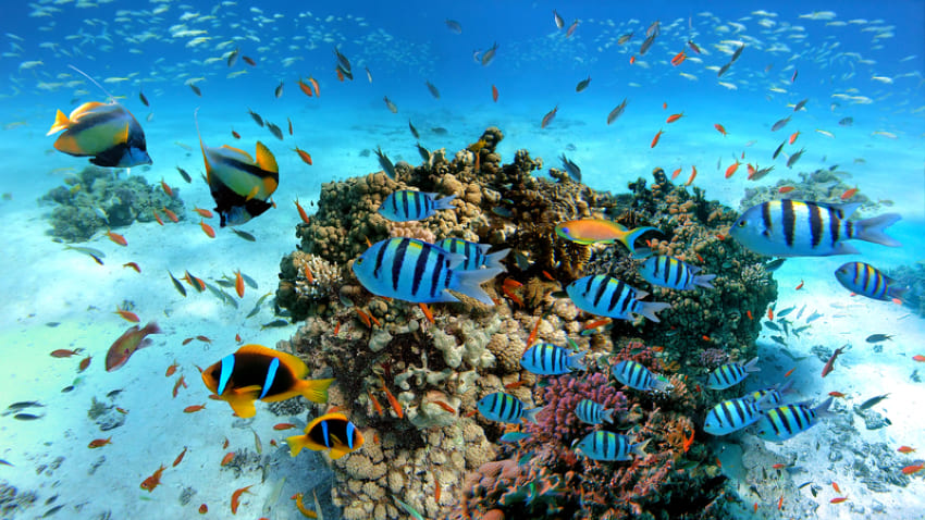 Coral Reef and Fish in Hurghada
