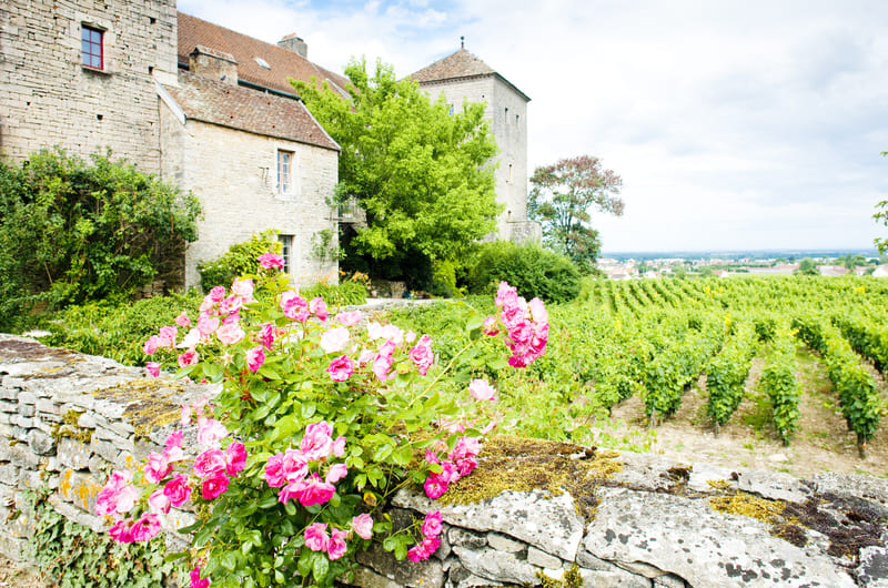 Cote de Nuits Burgundy