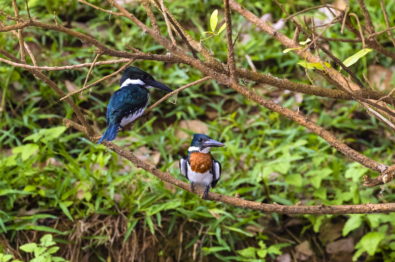Cano Negro Wildlife Refuge - Costa Rica