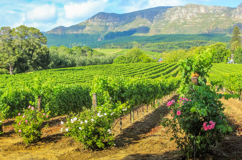 MEMORABLE FOOD & WINES OF SOUTH AFRICA
