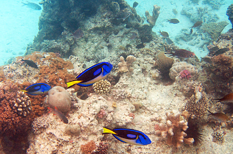Snorkeling in Zanzibar