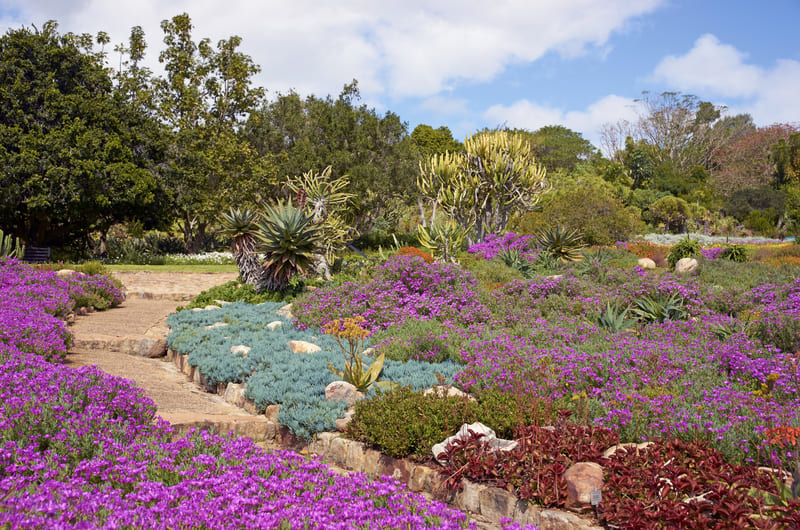 Kirstenbosch Botanical Gardens - Cape Town
