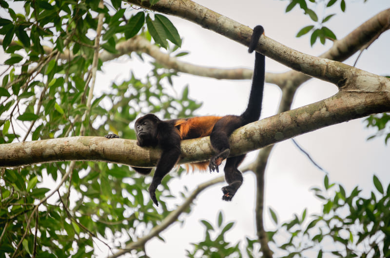 Howler Monkey in Cano Negro - Costa Rica
