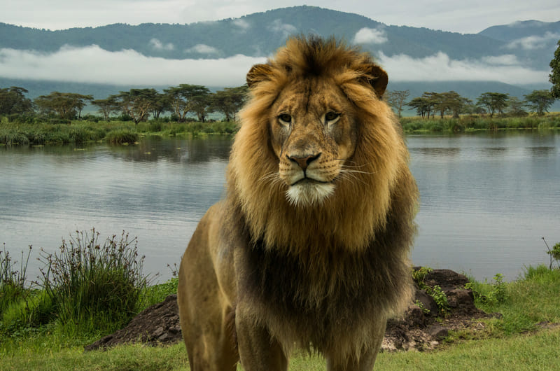 African Lion at Serengeti National Park