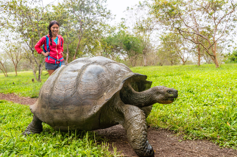 Galapagos Giant Tortoise