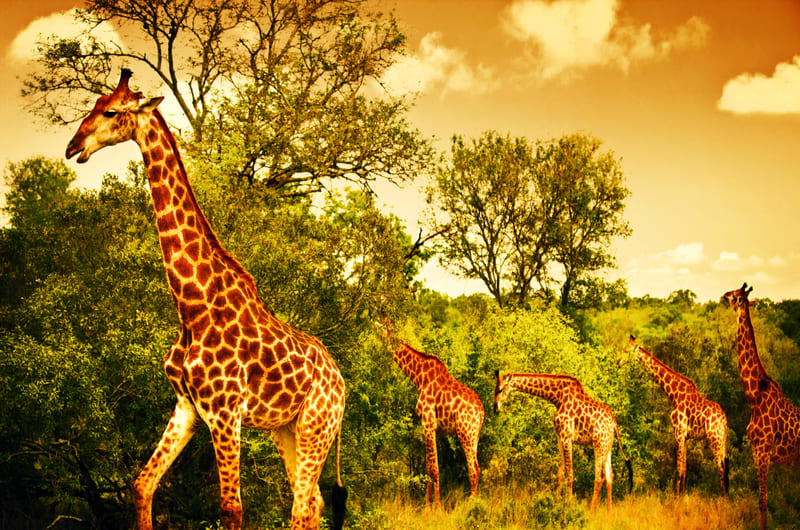 Kruger National Park