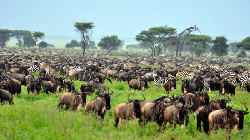 The Great Migration Wildebeest and Zebra