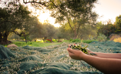WINE & OIL TASTINGS PRIVATE TOUR BY JEEP