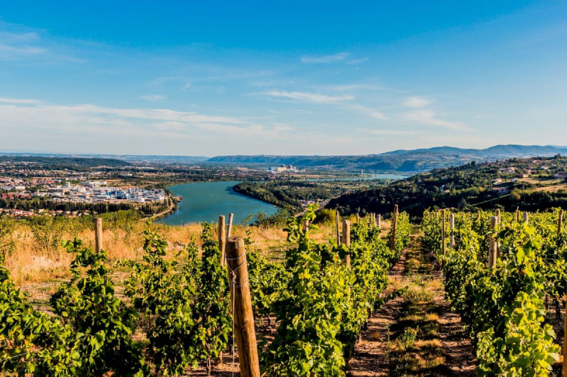 NORTHERN RHÔNE DELIGHTS: PRIVATE FULL-DAY WINE TOUR FROM LYON