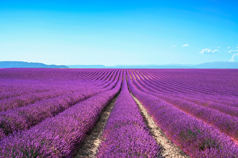 PROVENCE LAVENDER PERFUME & ESSENTIAL OILS WORKSHOP - PRIVATE TOUR