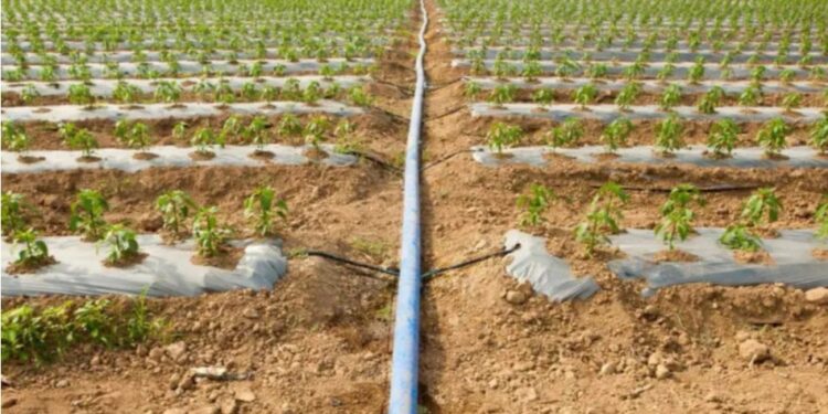 В Кантемире демонтируют оросительные трубы — партия «Democrația Acasă» обратилась к министру сельского хозяйства