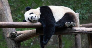 Последние панды уедут из Японии в январе 2026 года