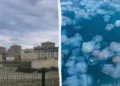 Во Франции медузы остановили четыре реактора крупнейшей АЭС