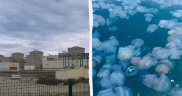 Во Франции медузы остановили четыре реактора крупнейшей АЭС