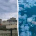 Во Франции медузы остановили четыре реактора крупнейшей АЭС