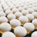 США впервые с 1992 года импортировали куриные яйца из России