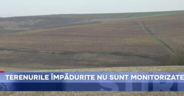 Новый случай эффективного лесонасаждения от эффективных менеджеров Майи Санду