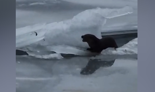 Редкий гость на Гидигиче