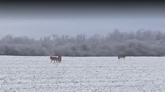  В Чимишлийском районе в поле заметили стаю волков
