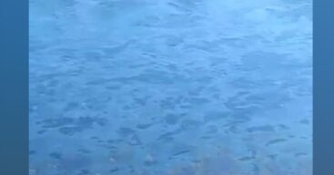 На Днестре возле Атак заметили нефтяное пятно