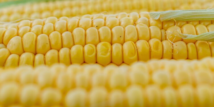 В мире упали цены на кукурузу