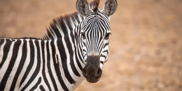 Никто не ездит верхом на зебрах: почему животные не рассматриваются в качестве средства передвижения