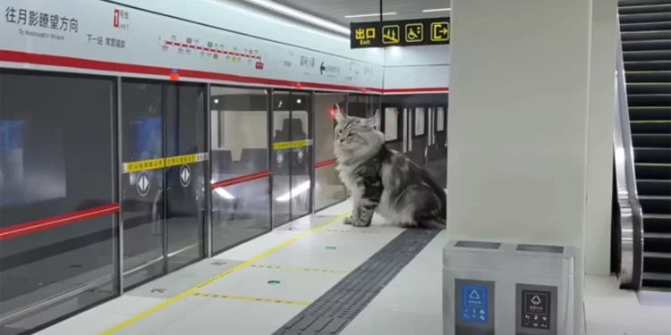 Китайский блогер-инженер построил метро для кошек