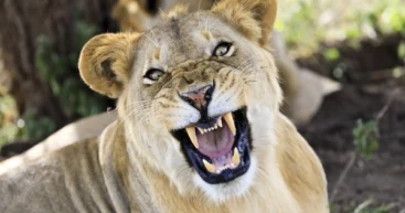 В Бразильском зоопарке львица загрызла 19-летнего посетителя