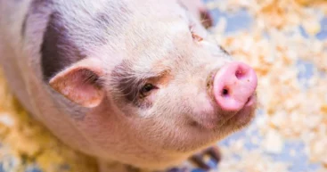 Начаты испытания по трансплантации: еще один человек получил свиную почку