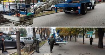 Кишинёвцы жалуются на уничтожение деревьев, пока властители пиарятся на озеленении