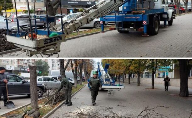 Кишинёвцы жалуются на уничтожение деревьев, пока властители пиарятся на озеленении