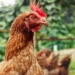 Действительно ли курица может бегать без отрубленной головы: ответ ученых может удивить