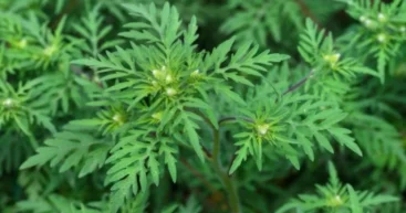 Амброзия атакует: Минздрав призывает уничтожать растение до цветения