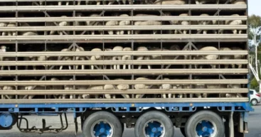 Фура с овцами пять дней простаивала между таможнями Албица и Леушены