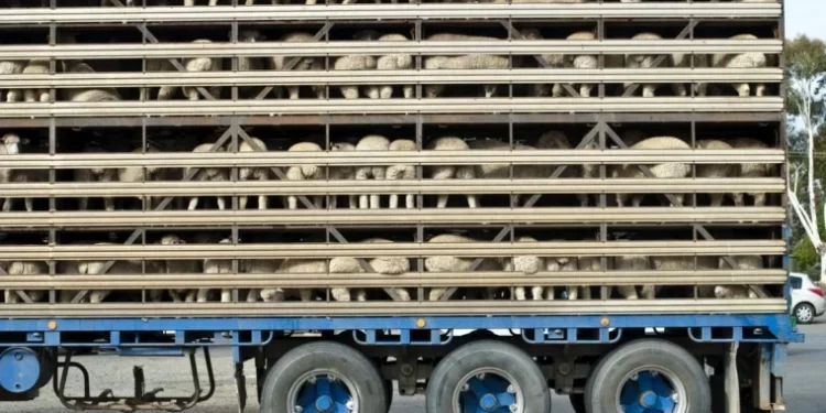 Фура с овцами пять дней простаивала между таможнями Албица и Леушены