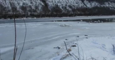 Беда на Днестре: замерзли и погибли несколько лебедей