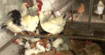 Мороз — испытание для животных и птиц. Фермеры нагревают воду и корректируют корма