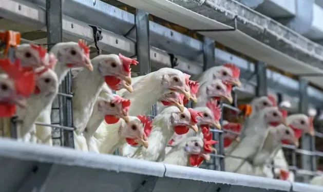 В корме для птиц, импортированном из Украины в Молдову, оказалось сильнодействующее химическое вещество