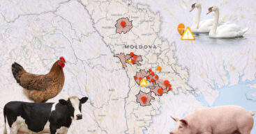 Тревожная статистика: в Молдове выявлено 3 очага бешенства, 4 – чумы свиней и 1 – птичьего гриппа