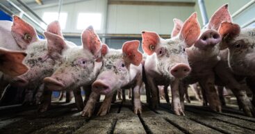 В Унгенском районе ввели карантин: в селе Загаранча обнаружили африканскую чуму свиней