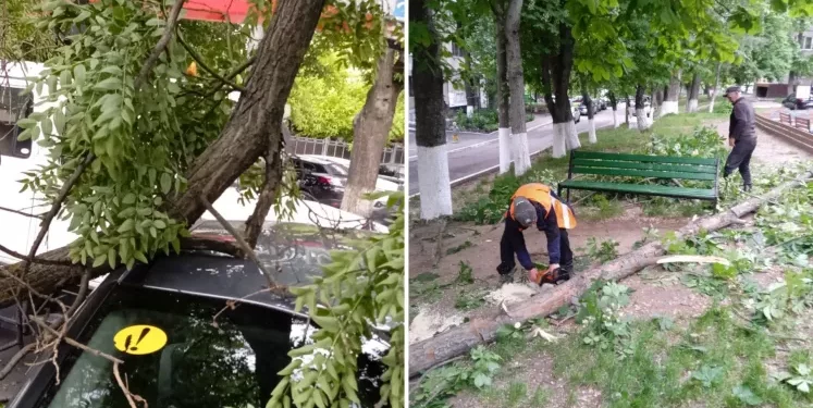 В Кишиневе сильный ветер сломал несколько веток и повалил дерево: повреждена машина
