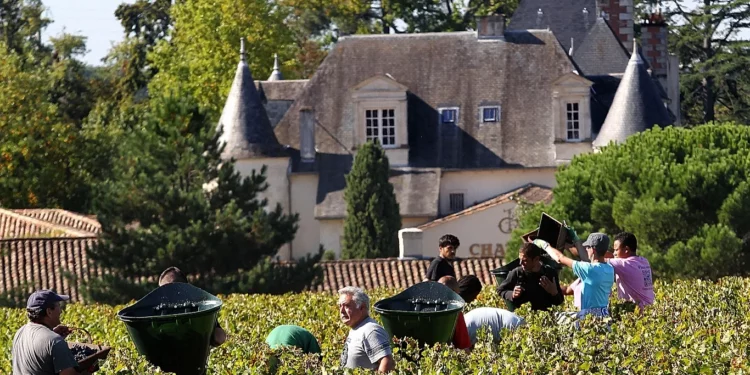 Французские виноделы начали сбор урожая раньше срока из-за жары