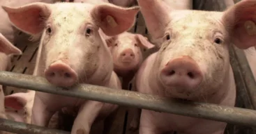 Африканская чума свиней в Оргеевском районе. ANSA выявило очаг заболевания