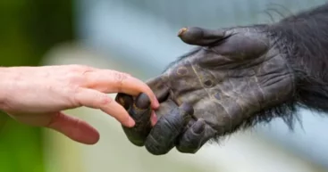 Действительно ли у людей и шимпанзе почти 99% общей ДНК: все не так просто, говорят ученые